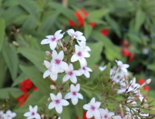 평안을 누리게 하려 함이라(요 16:33)