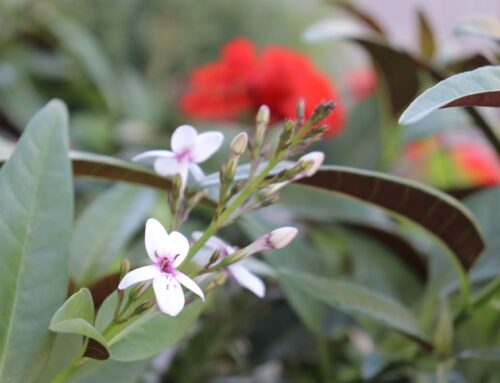 다만 악에 빠지지 않게 보전하소서(요 17:15)