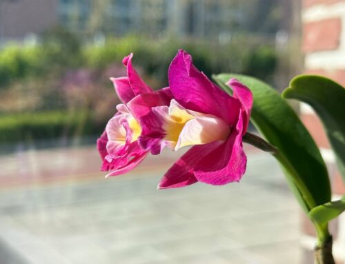 시몬아 네가 나를 사랑하느냐?(요 21:17)