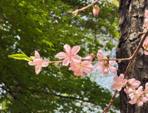 아침에 보니(창 29:25)