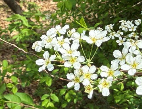 르호봇 (창 26:22)