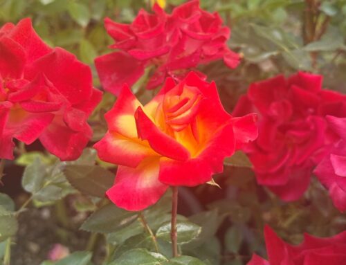 내게 축복하지 아니하면 (창 32:26)