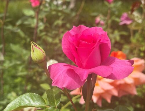 하나님을 대신하겠느냐?(창 30:2)