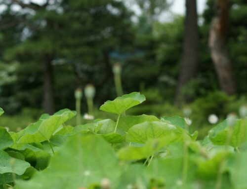 어찌하여 멀리 서 계십니까?(시 10:1)