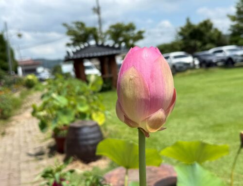 매를 더 맞으려고(사 1:5)