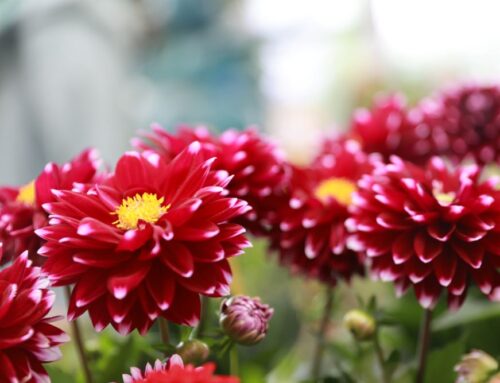 레위인과 첩 (삿 19:1)